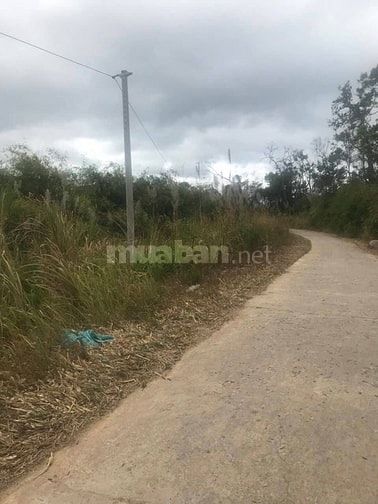 Bán đất trồng rừng lâm nghiệp 55920604 Bán đất trồng rừng lâm nghiệp