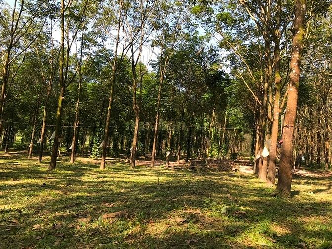 Bán đẩ rẫy sổ đỏ chính chủ Huyện Ia Grai , Gia Lai 55953349 Bán đẩ rẫy sổ đỏ chính chủ Huyện Ia Grai , Gia Lai