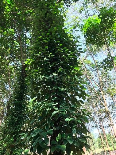 Bán đẩ rẫy sổ đỏ chính chủ Huyện Ia Grai , Gia Lai 55953349 Bán đẩ rẫy sổ đỏ chính chủ Huyện Ia Grai , Gia Lai