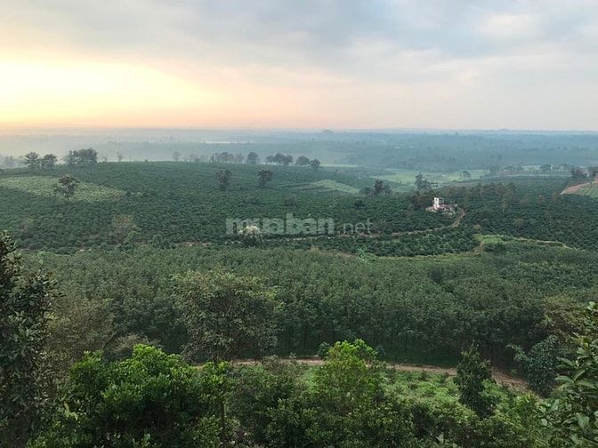Bán đẩ rẫy sổ đỏ chính chủ Huyện Ia Grai , Gia Lai 55953349 Bán đẩ rẫy sổ đỏ chính chủ Huyện Ia Grai , Gia Lai