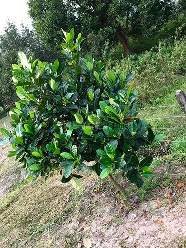 Bán đẩ rẫy sổ đỏ chính chủ Huyện Ia Grai , Gia Lai 55953349 Bán đẩ rẫy sổ đỏ chính chủ Huyện Ia Grai , Gia Lai