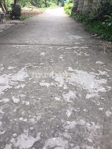 Bán 50 công đất ruộng giá rẻ cho A/chị đầu tư sinh lời 55977175 Bán 50 công đất ruộng giá rẻ cho A/chị đầu tư sinh lời