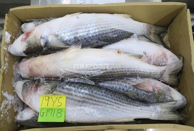 Hải sản xuất khẩu ngày càng cạnh tranh khốc liệt 56037552 Hải sản xuất khẩu ngày càng cạnh tranh khốc liệt