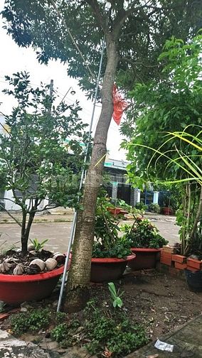 Nhà cấp 4 đẹp, cần sang gấp thuộcTT huyện 56265996 Nhà cấp 4 đẹp, cần sang gấp thuộcTT huyện