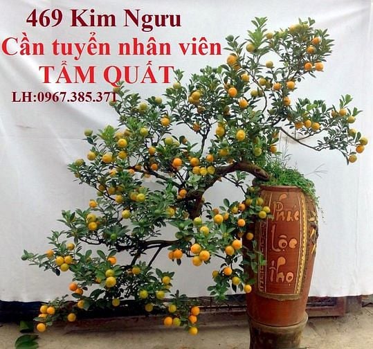 469 Kim Ngưu,Q Hai Bà Trưng,Tp Hà Nội, cần tuyển gấp NV TẨM QUẤT 56217303 469 Kim Ngưu,Q Hai Bà Trưng,Tp Hà Nội, cần tuyển gấp NV TẨM QUẤT