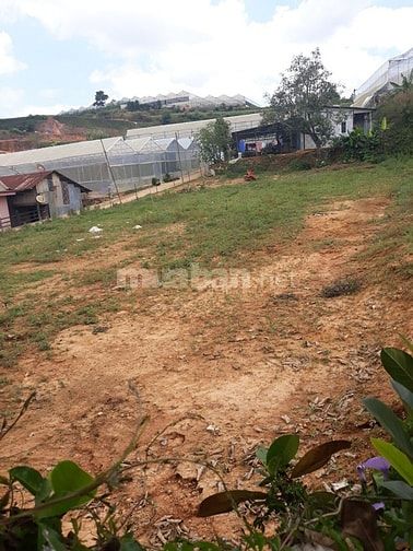 Bán đất liên kế hẻm xe hơi Ngô Quyền – P6 – Tp – Đà Lạt 56446467 Bán đất liên kế hẻm xe hơi Ngô Quyền – P6 – Tp – Đà Lạt