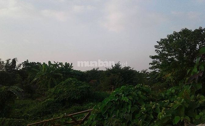 Bán Đất 1.421m Ngọc Thụy – Long Biên, Mặt Tiền: 30m, Giá Chỉ 8 Tỷ 56500744 Bán Đất 1.421m Ngọc Thụy – Long Biên, Mặt Tiền: 30m, Giá Chỉ 8 Tỷ
