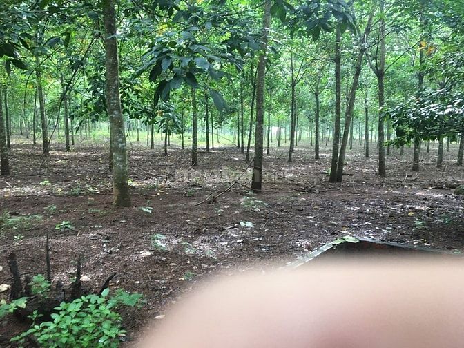 Bán đất rẫy cao su Lộc thịnh lộc ninh 56741518 Bán đất rẫy cao su Lộc thịnh lộc ninh