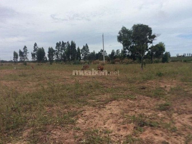 Bán 11ha đất trồng thanh long Hàm Thuận Nam 56779413 Bán 11ha đất trồng thanh long Hàm Thuận Nam