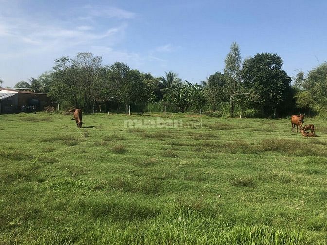 Chính chủ cần ra gấp lô đất gần Chợ Gò Dầu SHR, giá Rẻ Hơn thị trường 57379610 Chính chủ cần ra gấp lô đất gần Chợ Gò Dầu SHR, giá Rẻ Hơn thị trường