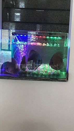 Cần người giúp việc nhà hiền lành trung thực 57666713 Cần người giúp việc nhà hiền lành trung thực