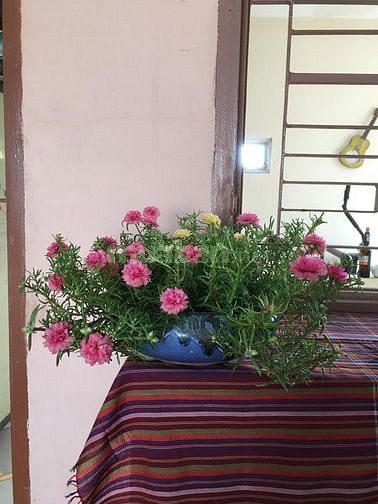 Nhà hẻm 42 Hoàng Hoa Thám P7 Bình Thạnh, 1 trệt 1 lững, sân rào 57824378 Nhà hẻm 42 Hoàng Hoa Thám P7 Bình Thạnh, 1 trệt 1 lững, sân rào