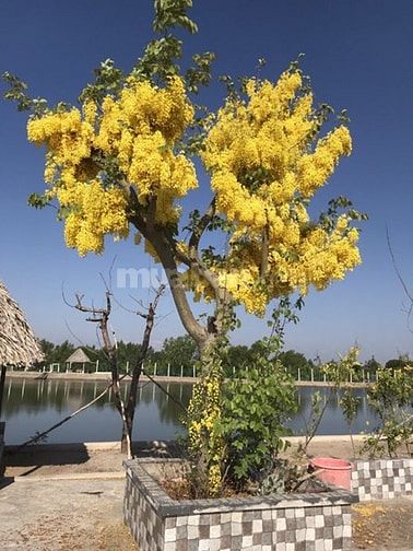 Nhà Mặt tiền Lý Nhơn,An Thới Đông Cần Giờ 20.530m ( thổ cư 2500m) 49710749 Nhà Mặt tiền Lý Nhơn,An Thới Đông Cần Giờ 20.530m ( thổ cư 2500m)