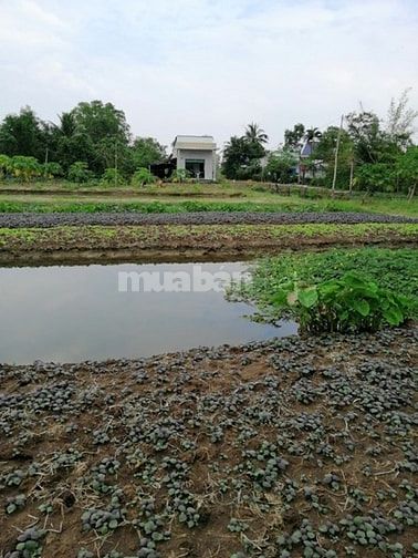 Bán nhà sổ hồng, Xã Long Thượng giá 970 triệu, có hổ trợ vay trả góp 49763969 Bán nhà sổ hồng, Xã Long Thượng giá 970 triệu, có hổ trợ vay trả góp
