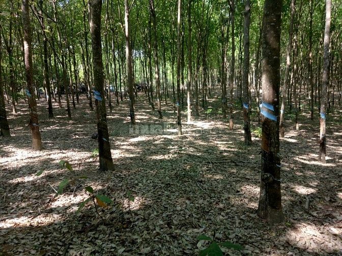 Bán đất cao su tân hòa đồng phú bình phươc 50233623 Bán đất cao su tân hòa đồng phú bình phươc