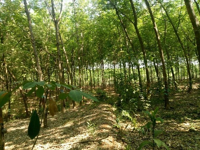 Bán đất cao su tân hòa đồng phú bình phươc 50233623 Bán đất cao su tân hòa đồng phú bình phươc