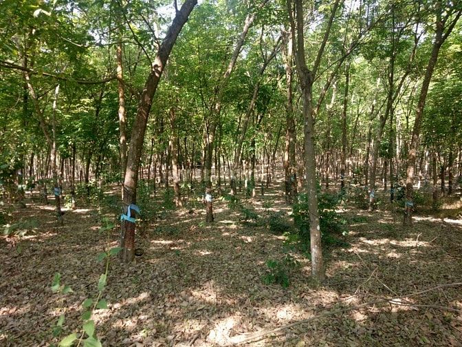 Bán đất cao su tân hòa đồng phú bình phươc 50233623 Bán đất cao su tân hòa đồng phú bình phươc
