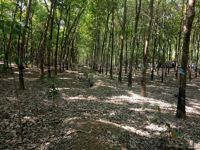 Bán đất cao su tân hòa đồng phú bình phươc 50233623 Bán đất cao su tân hòa đồng phú bình phươc