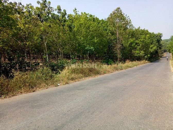 Bán đất cao su tân hòa đồng phú bình phươc 50233623 Bán đất cao su tân hòa đồng phú bình phươc