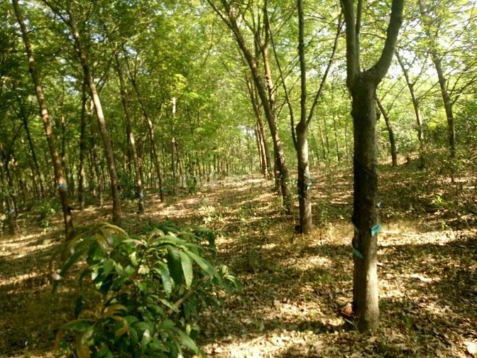 Bán đất cao su tân hòa đồng phú bình phươc 50233623 Bán đất cao su tân hòa đồng phú bình phươc
