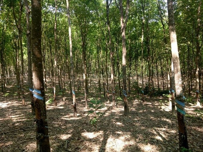 Bán đất cao su tân hòa đồng phú bình phươc 50233623 Bán đất cao su tân hòa đồng phú bình phươc