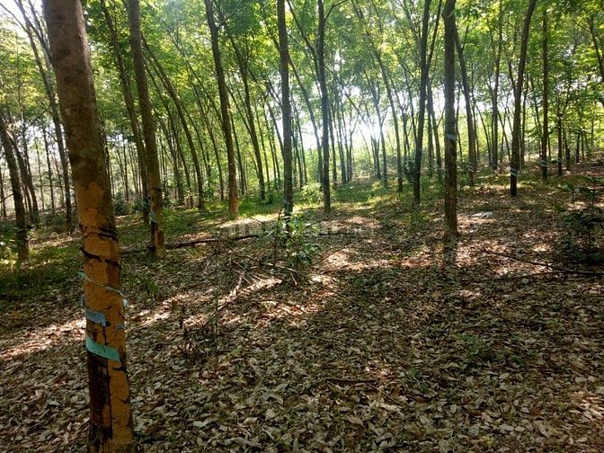 Bán đất cao su tân hòa đồng phú bình phươc 50233623 Bán đất cao su tân hòa đồng phú bình phươc