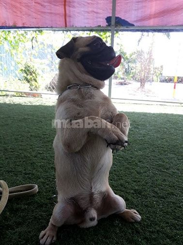 Bán và nhận phối giống  các giống chó thuần chủng