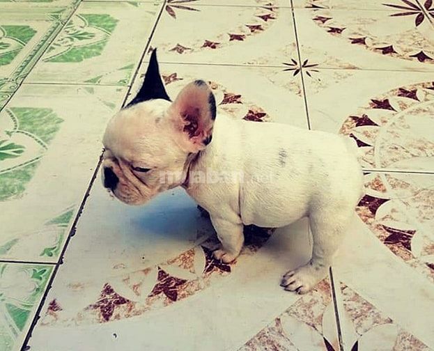 Bán và nhận phối giống  các giống chó thuần chủng