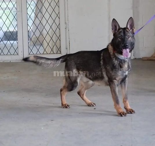 Bán và nhận phối giống  các giống chó thuần chủng