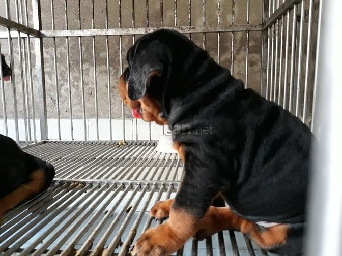 Bán và nhận phối giống  các giống chó thuần chủng