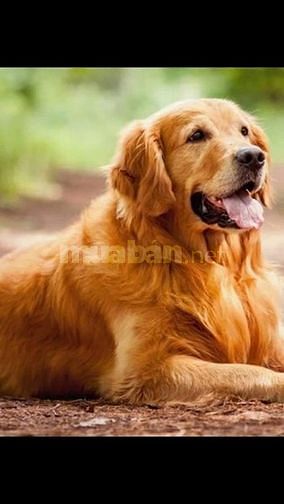 Bán và nhận phối giống  các giống chó thuần chủng