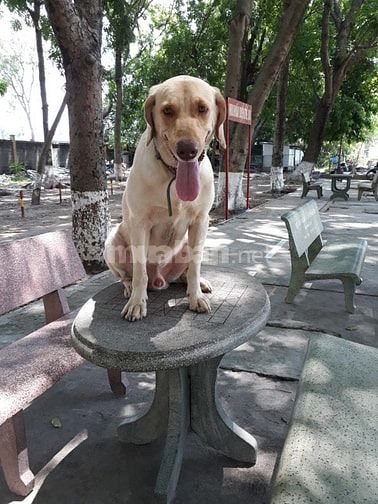 Bán và nhận phối giống  các giống chó thuần chủng