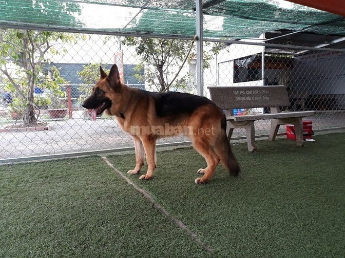 Bán và nhận phối giống  các giống chó thuần chủng