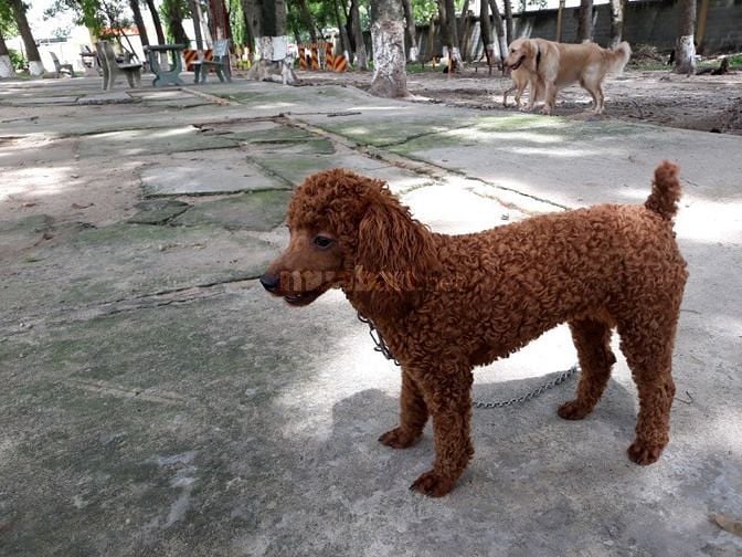 Bán và nhận phối giống  các giống chó thuần chủng