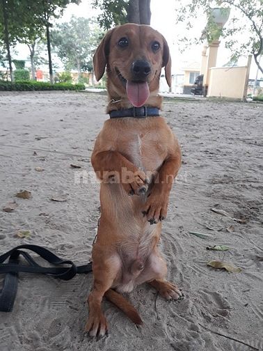Bán và nhận phối giống  các giống chó thuần chủng