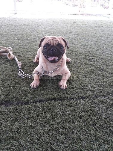 Bán và nhận phối giống  các giống chó thuần chủng