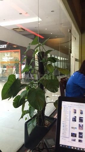 Bán căn hộ Monarchy block B đang hoàn thiện,view sông hàn- 51357188 Bán căn hộ Monarchy block B đang hoàn thiện,view sông hàn-