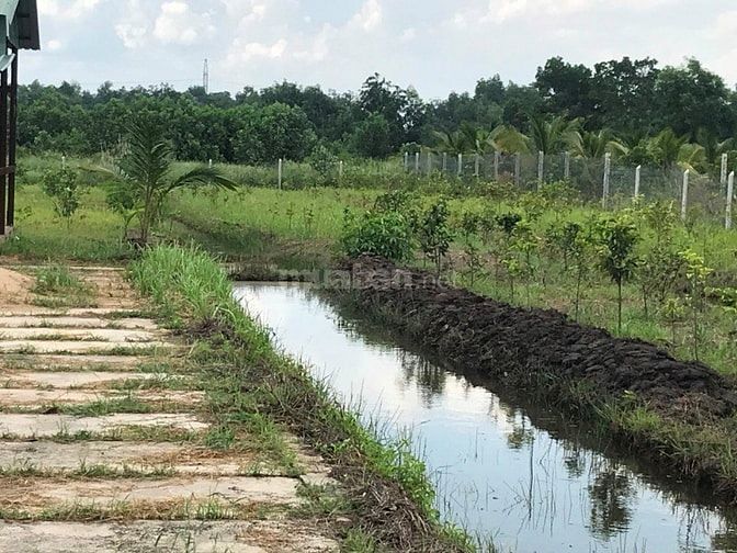 Cần bán nhà vườn 2006m2 - Kênh 5, đường Vườn Thơm 43626589 Cần bán nhà vườn 2006m2 - Kênh 5, đường Vườn Thơm