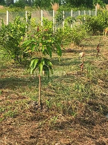 Cần bán nhà vườn 2006m2 - Kênh 5, đường Vườn Thơm 43626589 Cần bán nhà vườn 2006m2 - Kênh 5, đường Vườn Thơm
