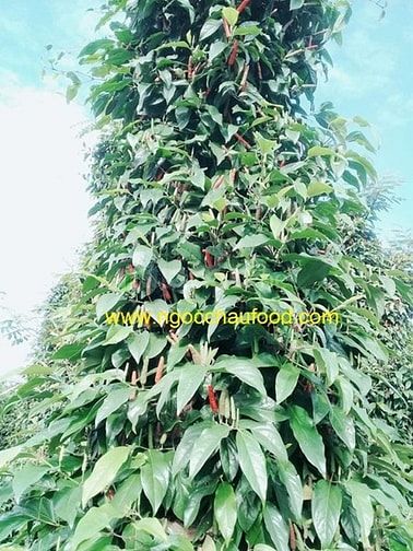 Gía tiêu lốp( giá tiêu lốt) tươi và khô, giảm 20% giao hàng tận nơi 52352005 Gía tiêu lốp( giá tiêu lốt) tươi và khô, giảm 20% giao hàng tận nơi