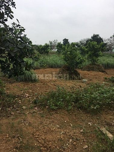 Chính chủ cần bán lô 800m2, gần chợ Long Phú, Quốc Oai 52556098 Chính chủ cần bán lô 800m2, gần chợ Long Phú, Quốc Oai