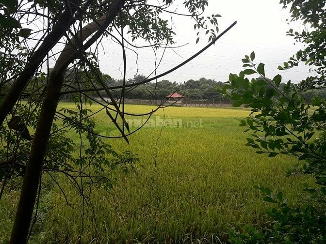 Cơ hội đầu tư lớn sở hữu 3600m2 đất phù hợp làm nghỉ dưỡng cuối tuần 52629093 Cơ hội đầu tư lớn sở hữu 3600m2 đất phù hợp làm nghỉ dưỡng cuối tuần