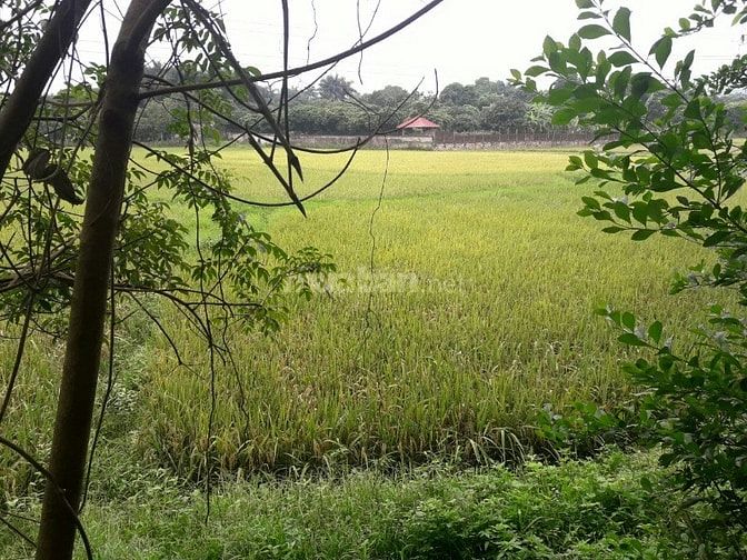 Cơ hội đầu tư lớn sở hữu 3600m2 đất phù hợp làm nghỉ dưỡng cuối tuần 52629093 Cơ hội đầu tư lớn sở hữu 3600m2 đất phù hợp làm nghỉ dưỡng cuối tuần