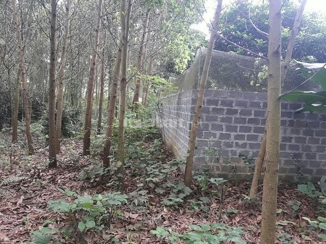 Cơ hội đầu tư lớn sở hữu 3600m2 đất phù hợp làm nghỉ dưỡng cuối tuần 52629093 Cơ hội đầu tư lớn sở hữu 3600m2 đất phù hợp làm nghỉ dưỡng cuối tuần