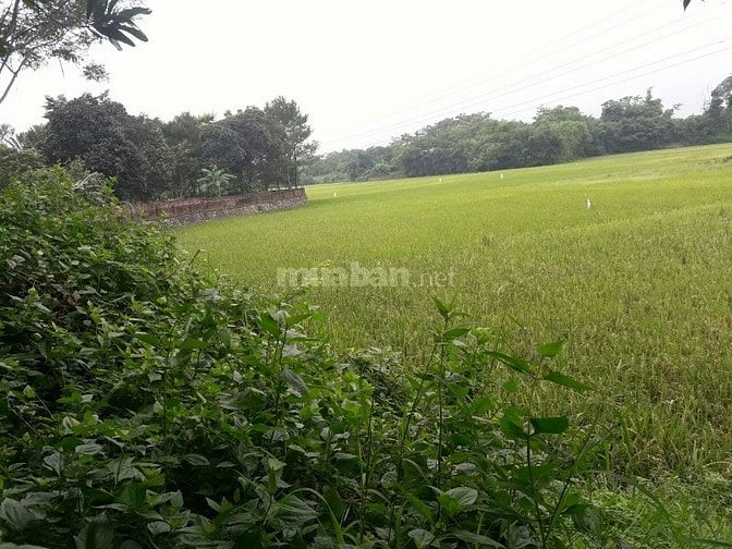 Cơ hội đầu tư lớn sở hữu 3600m2 đất phù hợp làm nghỉ dưỡng cuối tuần 52629093 Cơ hội đầu tư lớn sở hữu 3600m2 đất phù hợp làm nghỉ dưỡng cuối tuần