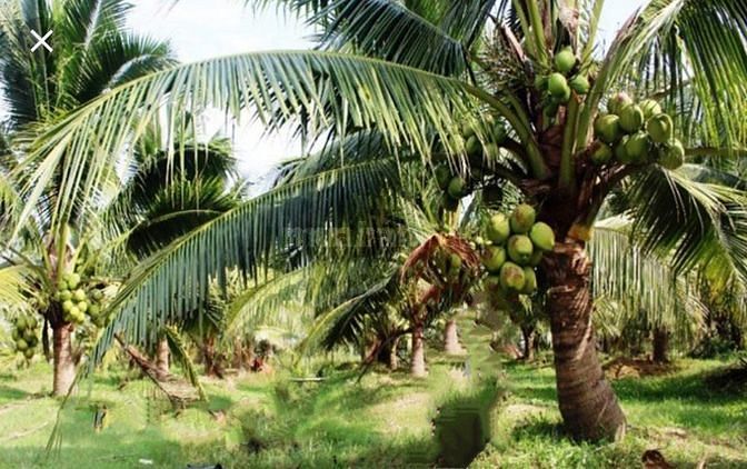 Cần bán đất vườn trồng dừa đang thu hoạch. gần chợ Bình Long 52765977 Cần bán đất vườn trồng dừa đang thu hoạch. gần chợ Bình Long
