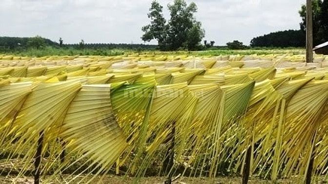 Cung cấp mây - tre -lá nguyên liệu phục vụ cho nghành thủ công mỹ nghệ 52984242 Cung cấp mây - tre -lá nguyên liệu phục vụ cho nghành thủ công mỹ nghệ