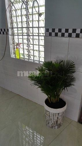 Cho thuê 10 Phòng trọ mới xây Quận 11, mặt tiền đường Lạc Long Quân 53706328 Cho thuê 10 Phòng trọ mới xây Quận 11, mặt tiền đường Lạc Long Quân