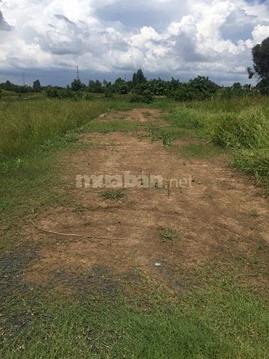 Bán đất 8.100m2 Ổ Cu Kiến Vàng. Giá 2tr/m2 53887743 Bán đất 8.100m2 Ổ Cu Kiến Vàng. Giá 2tr/m2