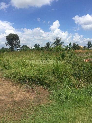 Bán đất 8.100m2 Ổ Cu Kiến Vàng. Giá 2tr/m2 53887743 Bán đất 8.100m2 Ổ Cu Kiến Vàng. Giá 2tr/m2